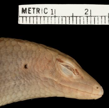 Media type: image;   Herpetology R-26411 Aspect: head lateral